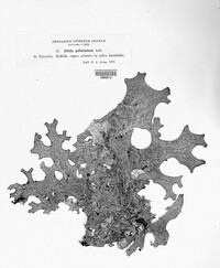 Lobaria pulmonaria image